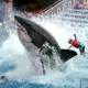 Image for article titled SeaWorld To Discontinue Great White Shark Ride